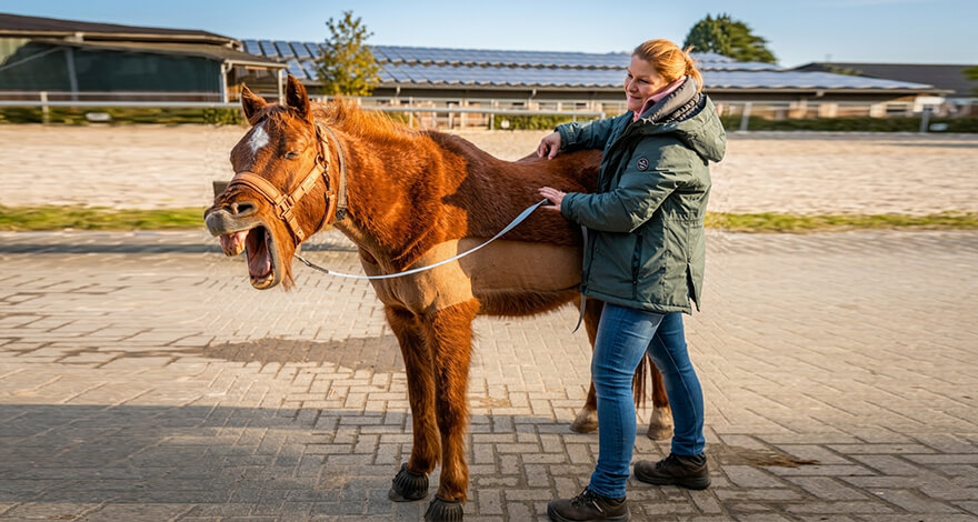 Equida Bild